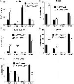 CD8a Antibody in Western Blot (WB)