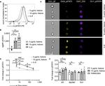 Phospho-STAT6 (Tyr641) Antibody in Flow Cytometry (Flow)