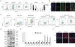 Podoplanin Antibody in Flow Cytometry (Flow)