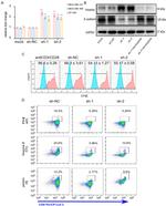 Perforin Antibody in Flow Cytometry (Flow)