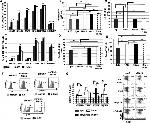 Phospho-AKT1 (Ser473) Antibody in Flow Cytometry (Flow)