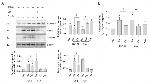 Alpha-Smooth Muscle Actin Antibody in Western Blot (WB)