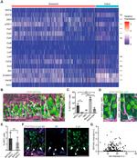 SOX2 Antibody in Immunocytochemistry (ICC/IF)