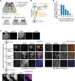 SOX2 Antibody in Immunocytochemistry (ICC/IF)