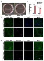 Fibronectin Antibody in Immunocytochemistry (ICC/IF)