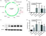 CD284 (TLR4) Antibody in Western Blot (WB)