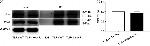 CD284 (TLR4) Antibody in Western Blot (WB)