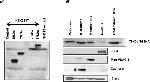 STRN3 Antibody in Western Blot (WB)