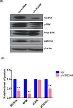 STRN3 Antibody in Western Blot (WB)