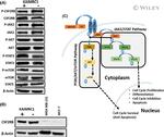 JAK2 Antibody in Western Blot (WB)