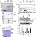 Phospho-Annexin A2 (Ser26) Antibody in Western Blot (WB)