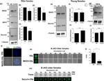 Securin Antibody in Western Blot (WB)