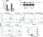 MUC20 Antibody in Western Blot (WB)