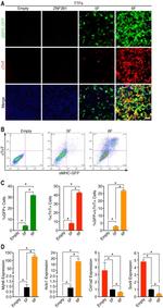 Cardiac Troponin T Antibody in Immunocytochemistry, Flow Cytometry (ICC/IF, Flow)