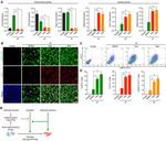 Cardiac Troponin T Antibody in Immunocytochemistry, Flow Cytometry (ICC/IF, Flow)