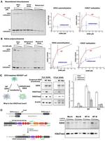 beta Actin Antibody in Western Blot (WB)