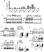 KLF4 Antibody in Western Blot (WB)