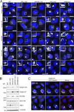 Golgin-97 Antibody in Western Blot, Immunocytochemistry (WB, ICC/IF)