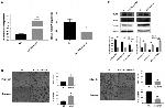 Vimentin Antibody in Western Blot (WB)