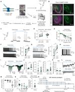 NeuN Antibody in Immunohistochemistry (IHC)