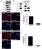 Prohibitin Antibody in Western Blot (WB)