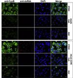 Cyclophilin B Antibody in Immunocytochemistry (ICC/IF)