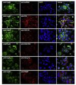 Cyclophilin B Antibody in Immunocytochemistry (ICC/IF)