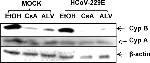 Cyclophilin B Antibody in Western Blot (WB)