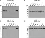 Complement C3b Antibody in Western Blot (WB)