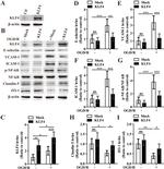 ICAM-1 Antibody in Western Blot (WB)