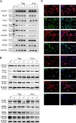 PLZF Antibody in Immunocytochemistry (ICC/IF)