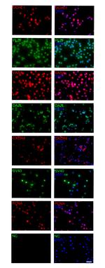 PLZF Antibody in Immunocytochemistry (ICC/IF)