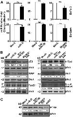 PTK9 Antibody in Western Blot (WB)