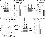 FBXO5 Antibody in Western Blot (WB)