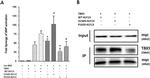 TBX5 Antibody in Western Blot, Immunoprecipitation (WB, IP)