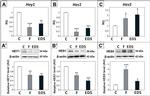 HES1 Antibody in Western Blot (WB)