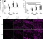 TNF alpha Antibody in Immunohistochemistry (IHC)