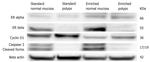 beta Actin Antibody in Western Blot (WB)