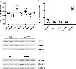 ECH1 Antibody in Western Blot (WB)