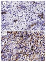 HMOX1 Antibody in Immunohistochemistry (IHC)