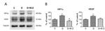 VEGF Antibody in Western Blot (WB)