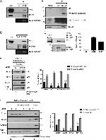 CCDC64 Antibody in Western Blot, Immunoprecipitation (WB, IP)