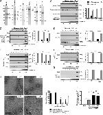 CCDC64 Antibody in Western Blot (WB)