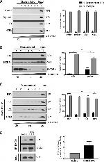 CCDC64 Antibody in Western Blot (WB)