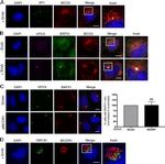 BAP31 Antibody in Immunocytochemistry (ICC/IF)