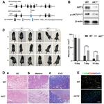 CD206 Antibody in Immunohistochemistry (IHC)