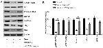 MMP9 Antibody in Western Blot (WB)