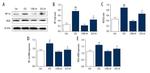 VEGFA Antibody in Western Blot (WB)