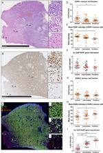 EGR3 Antibody in Immunohistochemistry (IHC)