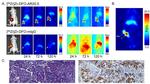 MUC1 Antibody in Immunohistochemistry (IHC)